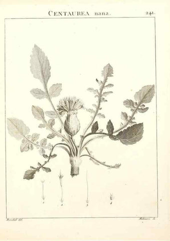 Reproducción/Reproduction 9298241675: Flora Atlantica, sive, Historia plantarum quae in Atlante, agro Tunetano et Algeriensi crescunt /. Parisiis :Apud Blanchon,1800.