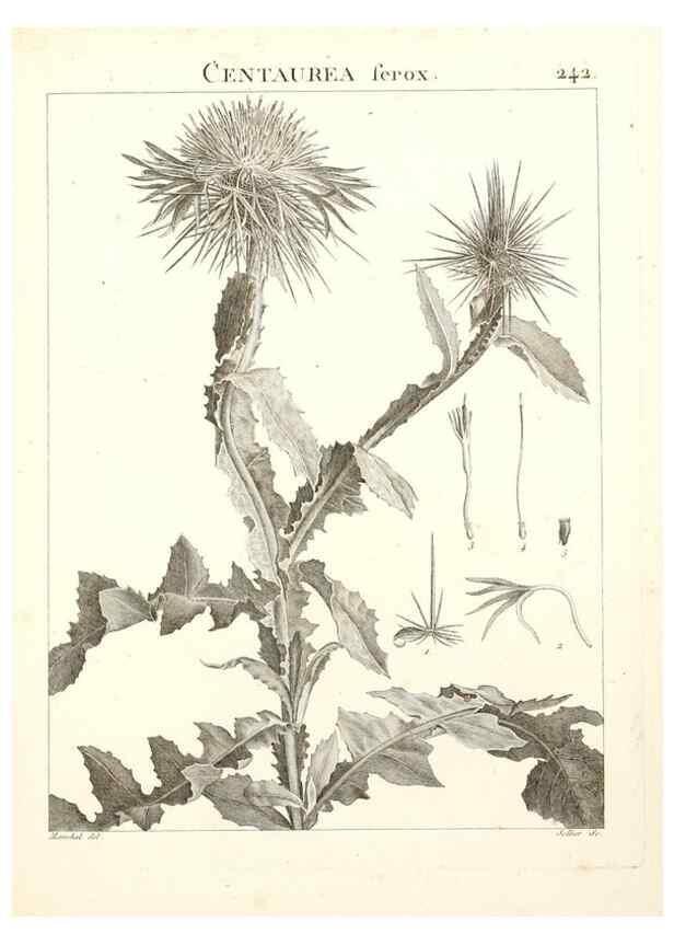 Reproducción/Reproduction 9298242827: Flora Atlantica, sive, Historia plantarum quae in Atlante, agro Tunetano et Algeriensi crescunt /. Parisiis :Apud Blanchon,1800.