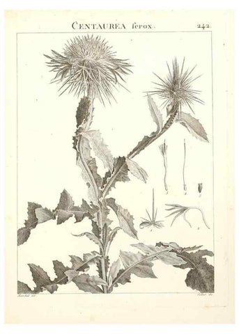 Reproducción/Reproduction 9298242827: Flora Atlantica, sive, Historia plantarum quae in Atlante, agro Tunetano et Algeriensi crescunt /. Parisiis :Apud Blanchon,1800.