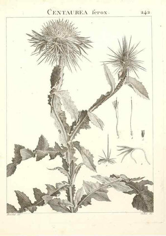 Reproducción/Reproduction 9298242827: Flora Atlantica, sive, Historia plantarum quae in Atlante, agro Tunetano et Algeriensi crescunt /. Parisiis :Apud Blanchon,1800.