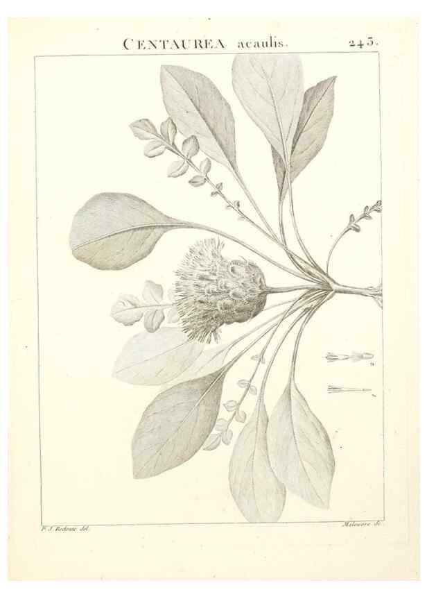 Reproducción/Reproduction 9301026560: Flora Atlantica, sive, Historia plantarum quae in Atlante, agro Tunetano et Algeriensi crescunt /. Parisiis :Apud Blanchon,1800.