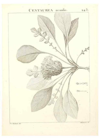 Reproducción/Reproduction 9301026560: Flora Atlantica, sive, Historia plantarum quae in Atlante, agro Tunetano et Algeriensi crescunt /. Parisiis :Apud Blanchon,1800.