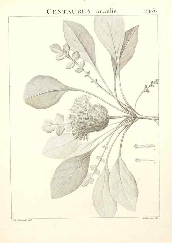 Reproducción/Reproduction 9301026560: Flora Atlantica, sive, Historia plantarum quae in Atlante, agro Tunetano et Algeriensi crescunt /. Parisiis :Apud Blanchon,1800.
