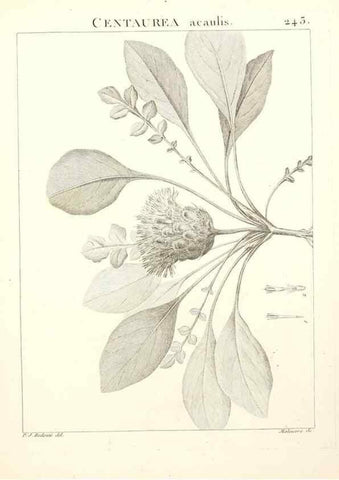 Reproducción/Reproduction 9301026560: Flora Atlantica, sive, Historia plantarum quae in Atlante, agro Tunetano et Algeriensi crescunt /. Parisiis :Apud Blanchon,1800.