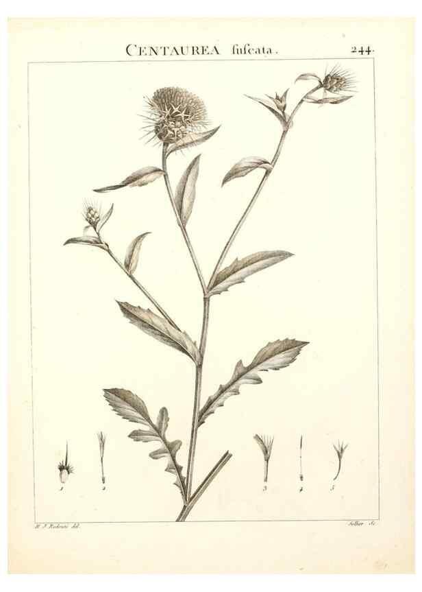 Reproducción/Reproduction 9298244623: Flora Atlantica, sive, Historia plantarum quae in Atlante, agro Tunetano et Algeriensi crescunt /. Parisiis :Apud Blanchon,1800.