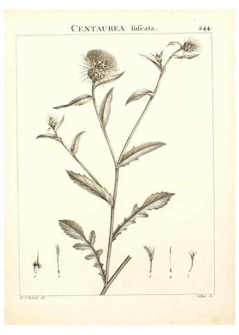Reproducción/Reproduction 9298244623: Flora Atlantica, sive, Historia plantarum quae in Atlante, agro Tunetano et Algeriensi crescunt /. Parisiis :Apud Blanchon,1800.