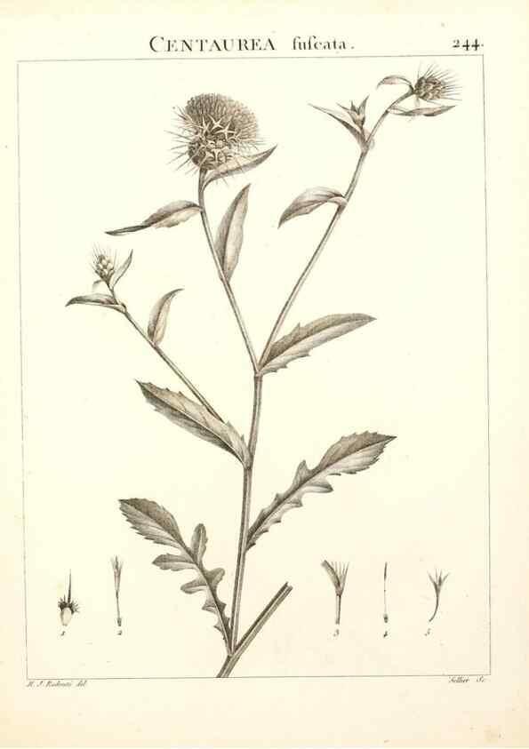Reproducción/Reproduction 9298244623: Flora Atlantica, sive, Historia plantarum quae in Atlante, agro Tunetano et Algeriensi crescunt /. Parisiis :Apud Blanchon,1800.
