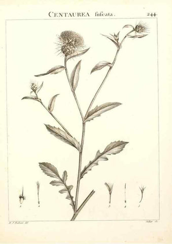 Reproducción/Reproduction 9298244623: Flora Atlantica, sive, Historia plantarum quae in Atlante, agro Tunetano et Algeriensi crescunt /. Parisiis :Apud Blanchon,1800.
