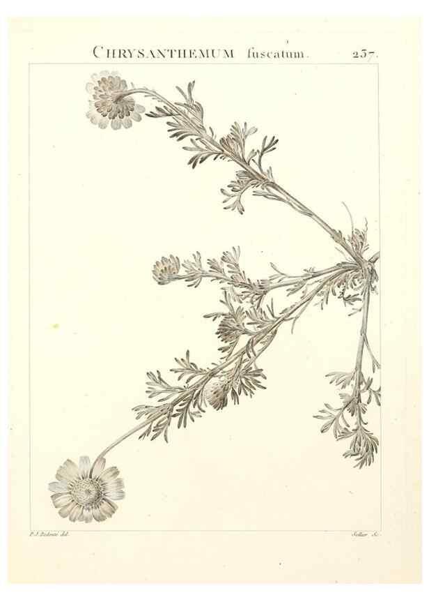 Reproducción/Reproduction 9298238513: Flora Atlantica, sive, Historia plantarum quae in Atlante, agro Tunetano et Algeriensi crescunt /. Parisiis :Apud Blanchon,1800.