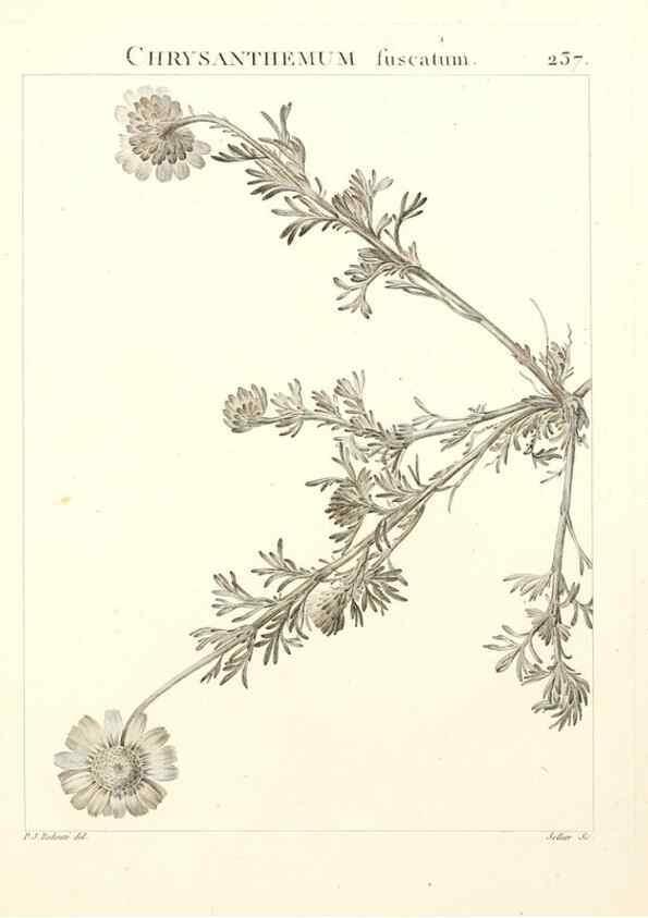 Reproducción/Reproduction 9298238513: Flora Atlantica, sive, Historia plantarum quae in Atlante, agro Tunetano et Algeriensi crescunt /. Parisiis :Apud Blanchon,1800.