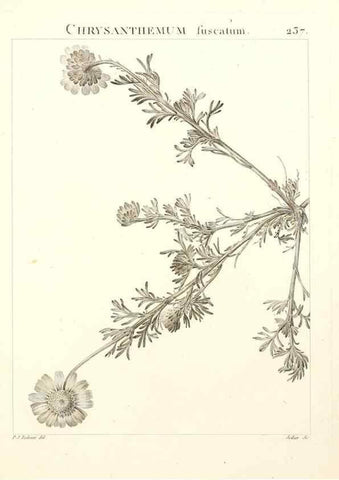 Reproducción/Reproduction 9298238513: Flora Atlantica, sive, Historia plantarum quae in Atlante, agro Tunetano et Algeriensi crescunt /. Parisiis :Apud Blanchon,1800.