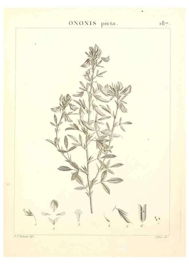 Reproducción/Reproduction 9300979982: Flora Atlantica, sive, Historia plantarum quae in Atlante, agro Tunetano et Algeriensi crescunt /. Parisiis :Apud Blanchon,1800.