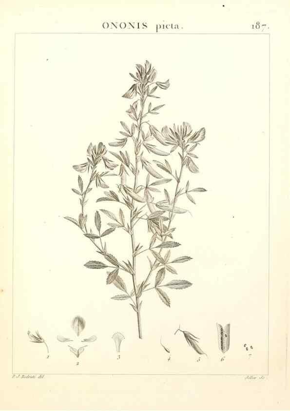 Reproducción/Reproduction 9300979982: Flora Atlantica, sive, Historia plantarum quae in Atlante, agro Tunetano et Algeriensi crescunt /. Parisiis :Apud Blanchon,1800.