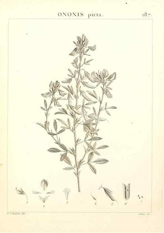 Reproducción/Reproduction 9300979982: Flora Atlantica, sive, Historia plantarum quae in Atlante, agro Tunetano et Algeriensi crescunt /. Parisiis :Apud Blanchon,1800.