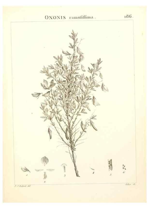 Reproducción/Reproduction 9300979170: Flora Atlantica, sive, Historia plantarum quae in Atlante, agro Tunetano et Algeriensi crescunt /. Parisiis :Apud Blanchon,1800.