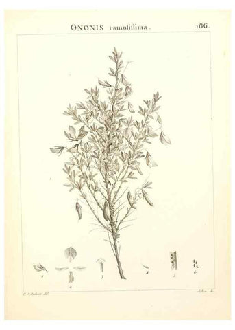 Reproducción/Reproduction 9300979170: Flora Atlantica, sive, Historia plantarum quae in Atlante, agro Tunetano et Algeriensi crescunt /. Parisiis :Apud Blanchon,1800.