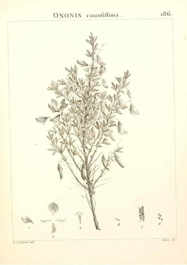 Reproducción/Reproduction 9300979170: Flora Atlantica, sive, Historia plantarum quae in Atlante, agro Tunetano et Algeriensi crescunt /. Parisiis :Apud Blanchon,1800.