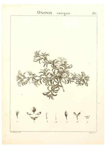 Reproducción/Reproduction 9298196035: Flora Atlantica, sive, Historia plantarum quae in Atlante, agro Tunetano et Algeriensi crescunt /. Parisiis :Apud Blanchon,1800.