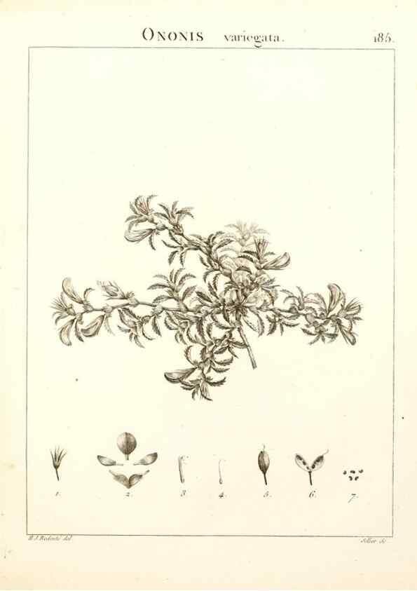 Reproducción/Reproduction 9298196035: Flora Atlantica, sive, Historia plantarum quae in Atlante, agro Tunetano et Algeriensi crescunt /. Parisiis :Apud Blanchon,1800.