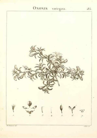 Reproducción/Reproduction 9298196035: Flora Atlantica, sive, Historia plantarum quae in Atlante, agro Tunetano et Algeriensi crescunt /. Parisiis :Apud Blanchon,1800.
