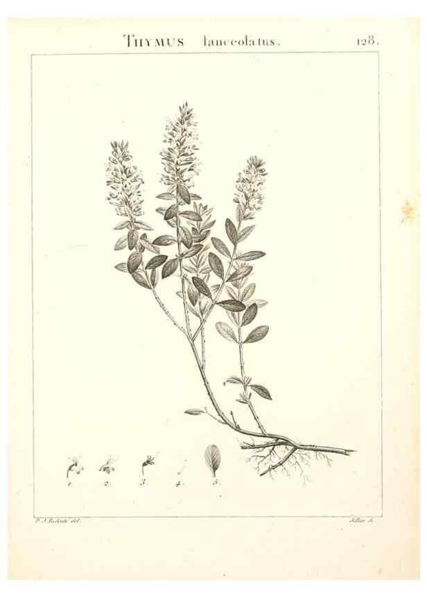 Reproducción/Reproduction 9298154145: Flora Atlantica, sive, Historia plantarum quae in Atlante, agro Tunetano et Algeriensi crescunt /. Parisiis :Apud Blanchon,1800.