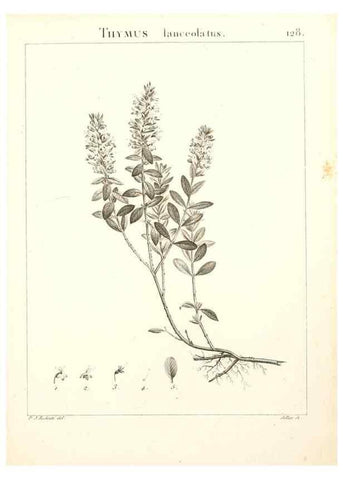 Reproducción/Reproduction 9298154145: Flora Atlantica, sive, Historia plantarum quae in Atlante, agro Tunetano et Algeriensi crescunt /. Parisiis :Apud Blanchon,1800.