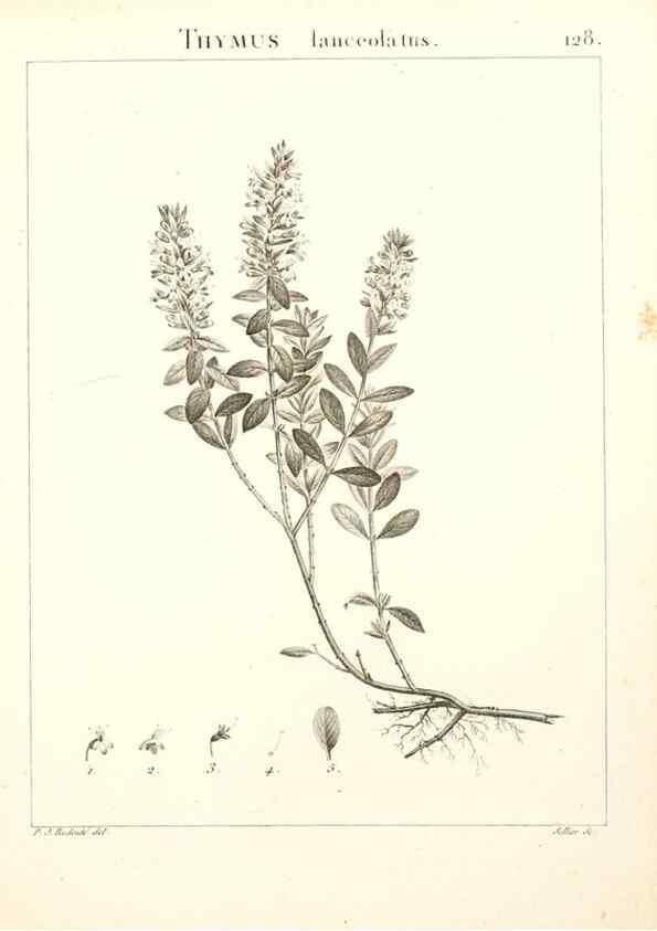 Reproducción/Reproduction 9298154145: Flora Atlantica, sive, Historia plantarum quae in Atlante, agro Tunetano et Algeriensi crescunt /. Parisiis :Apud Blanchon,1800.