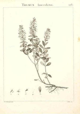 Reproducción/Reproduction 9298154145: Flora Atlantica, sive, Historia plantarum quae in Atlante, agro Tunetano et Algeriensi crescunt /. Parisiis :Apud Blanchon,1800.