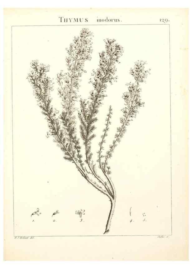 Reproducción/Reproduction 9298154893: Flora Atlantica, sive, Historia plantarum quae in Atlante, agro Tunetano et Algeriensi crescunt /. Parisiis :Apud Blanchon,1800.
