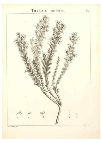 Reproducción/Reproduction 9298154893: Flora Atlantica, sive, Historia plantarum quae in Atlante, agro Tunetano et Algeriensi crescunt /. Parisiis :Apud Blanchon,1800.