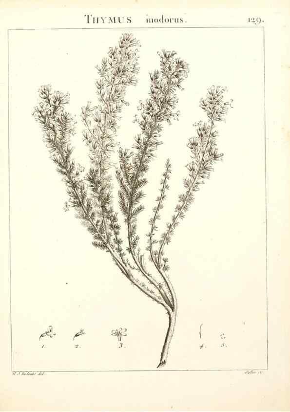 Reproducción/Reproduction 9298154893: Flora Atlantica, sive, Historia plantarum quae in Atlante, agro Tunetano et Algeriensi crescunt /. Parisiis :Apud Blanchon,1800.