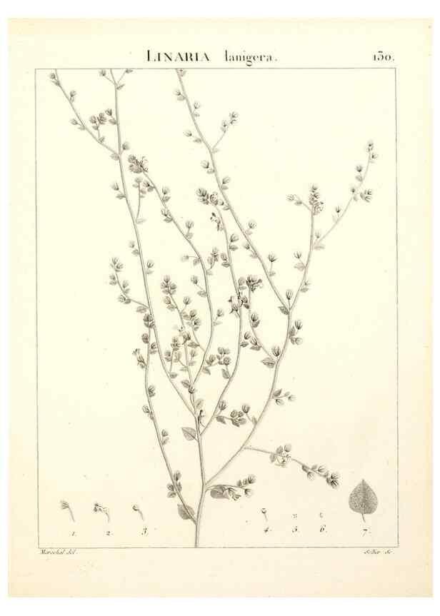 Reproducción/Reproduction 9298155681: Flora Atlantica, sive, Historia plantarum quae in Atlante, agro Tunetano et Algeriensi crescunt /. Parisiis :Apud Blanchon,1800.