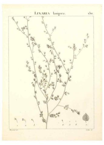 Reproducción/Reproduction 9298155681: Flora Atlantica, sive, Historia plantarum quae in Atlante, agro Tunetano et Algeriensi crescunt /. Parisiis :Apud Blanchon,1800.