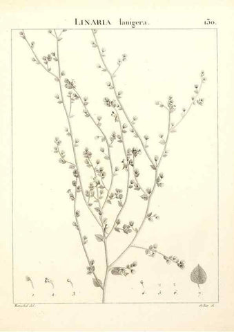 Reproducción/Reproduction 9298155681: Flora Atlantica, sive, Historia plantarum quae in Atlante, agro Tunetano et Algeriensi crescunt /. Parisiis :Apud Blanchon,1800.