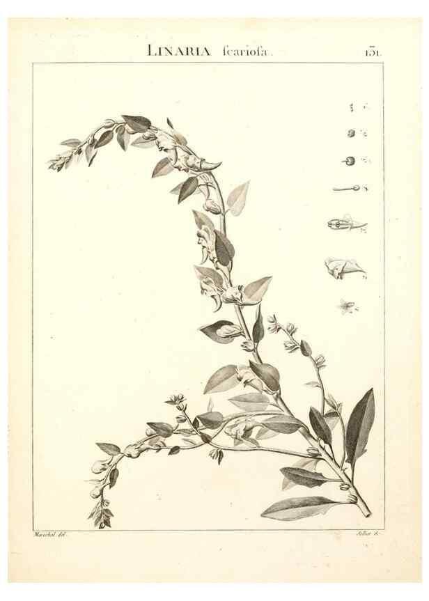 Reproducción/Reproduction 9300939276: Flora Atlantica, sive, Historia plantarum quae in Atlante, agro Tunetano et Algeriensi crescunt /. Parisiis :Apud Blanchon,1800.