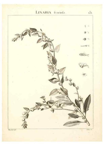 Reproducción/Reproduction 9300939276: Flora Atlantica, sive, Historia plantarum quae in Atlante, agro Tunetano et Algeriensi crescunt /. Parisiis :Apud Blanchon,1800.