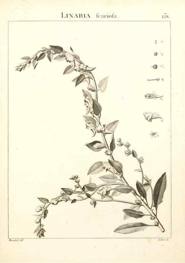 Reproducción/Reproduction 9300939276: Flora Atlantica, sive, Historia plantarum quae in Atlante, agro Tunetano et Algeriensi crescunt /. Parisiis :Apud Blanchon,1800.