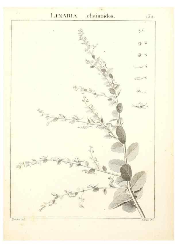 Reproducción/Reproduction 9298157015: Flora Atlantica, sive, Historia plantarum quae in Atlante, agro Tunetano et Algeriensi crescunt /. Parisiis :Apud Blanchon,1800.