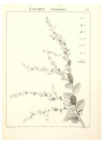 Reproducción/Reproduction 9298157015: Flora Atlantica, sive, Historia plantarum quae in Atlante, agro Tunetano et Algeriensi crescunt /. Parisiis :Apud Blanchon,1800.