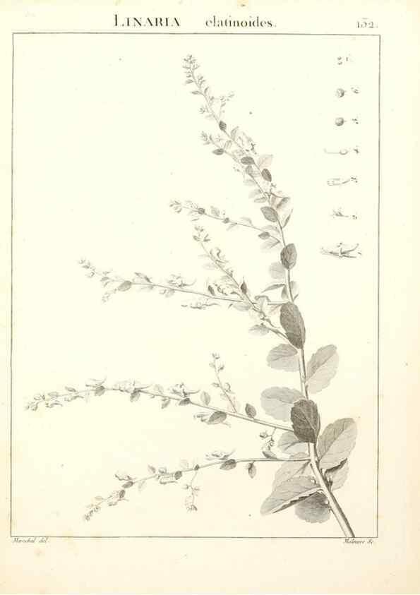 Reproducción/Reproduction 9298157015: Flora Atlantica, sive, Historia plantarum quae in Atlante, agro Tunetano et Algeriensi crescunt /. Parisiis :Apud Blanchon,1800.