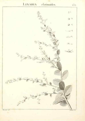 Reproducción/Reproduction 9298157015: Flora Atlantica, sive, Historia plantarum quae in Atlante, agro Tunetano et Algeriensi crescunt /. Parisiis :Apud Blanchon,1800.