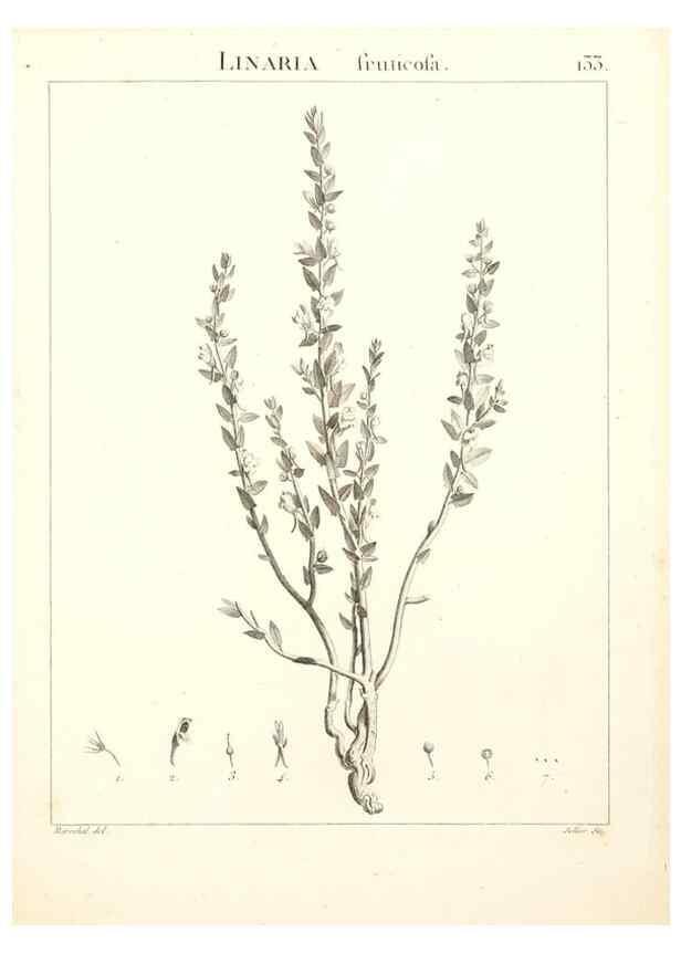 Reproducción/Reproduction 9298157607: Flora Atlantica, sive, Historia plantarum quae in Atlante, agro Tunetano et Algeriensi crescunt /. Parisiis :Apud Blanchon,1800.