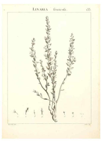 Reproducción/Reproduction 9298157607: Flora Atlantica, sive, Historia plantarum quae in Atlante, agro Tunetano et Algeriensi crescunt /. Parisiis :Apud Blanchon,1800.