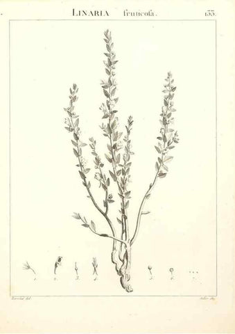 Reproducción/Reproduction 9298157607: Flora Atlantica, sive, Historia plantarum quae in Atlante, agro Tunetano et Algeriensi crescunt /. Parisiis :Apud Blanchon,1800.