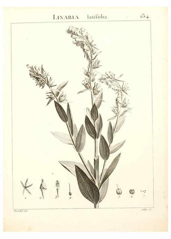 Reproducción/Reproduction 9298158265: Flora Atlantica, sive, Historia plantarum quae in Atlante, agro Tunetano et Algeriensi crescunt /. Parisiis :Apud Blanchon,1800.