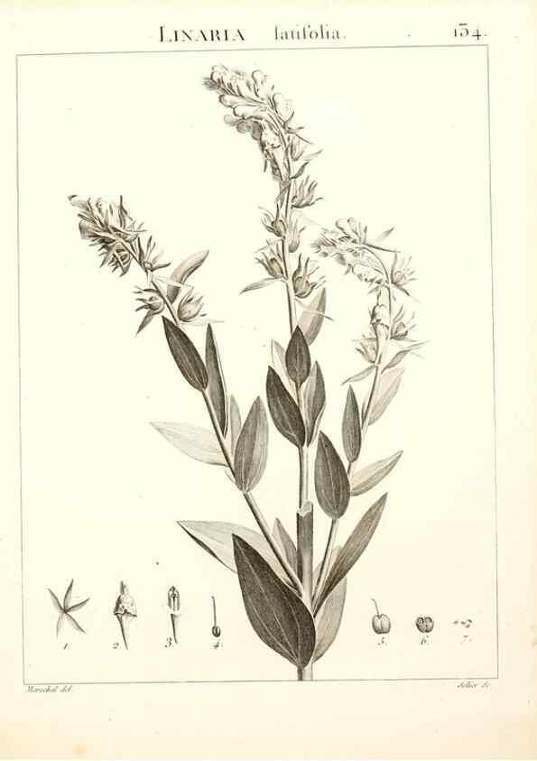 Reproducción/Reproduction 9298158265: Flora Atlantica, sive, Historia plantarum quae in Atlante, agro Tunetano et Algeriensi crescunt /. Parisiis :Apud Blanchon,1800.