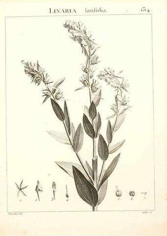 Reproducción/Reproduction 9298158265: Flora Atlantica, sive, Historia plantarum quae in Atlante, agro Tunetano et Algeriensi crescunt /. Parisiis :Apud Blanchon,1800.