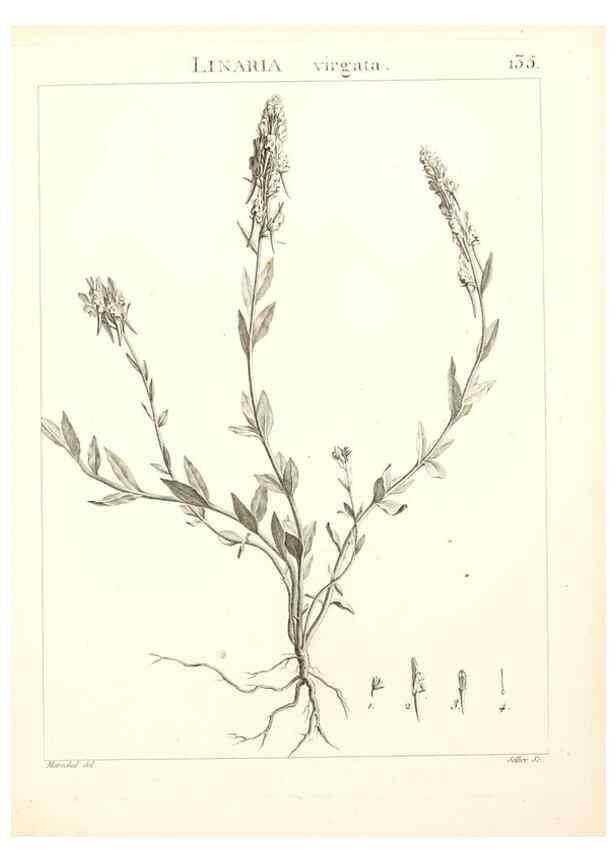 Reproducción/Reproduction 9300941738: Flora Atlantica, sive, Historia plantarum quae in Atlante, agro Tunetano et Algeriensi crescunt /. Parisiis :Apud Blanchon,1800.