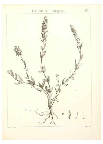 Reproducción/Reproduction 9300941738: Flora Atlantica, sive, Historia plantarum quae in Atlante, agro Tunetano et Algeriensi crescunt /. Parisiis :Apud Blanchon,1800.