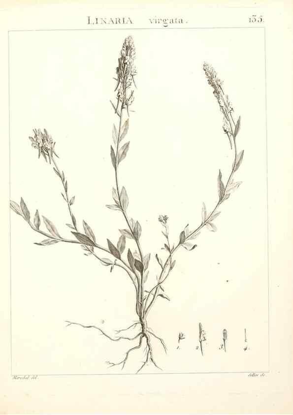 Reproducción/Reproduction 9300941738: Flora Atlantica, sive, Historia plantarum quae in Atlante, agro Tunetano et Algeriensi crescunt /. Parisiis :Apud Blanchon,1800.
